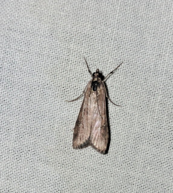 Nomophila noctuella - közönséges vándormoly
