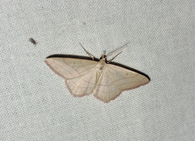 Rhodostrophia vibicaria - pirosszélű araszoló