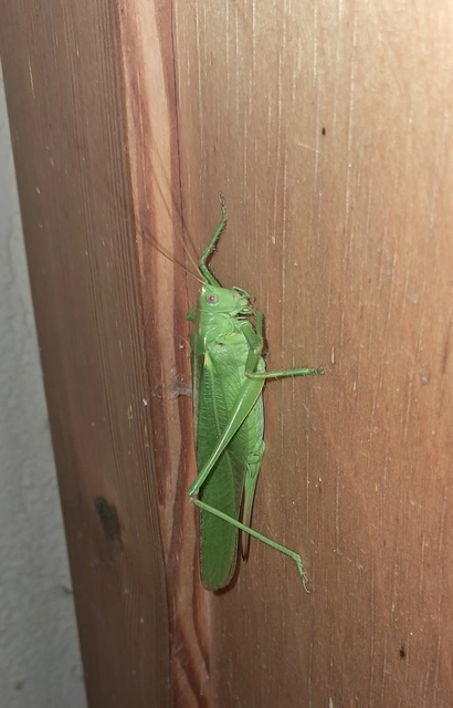 Tettigonia viridissima - zöld lombszöcske