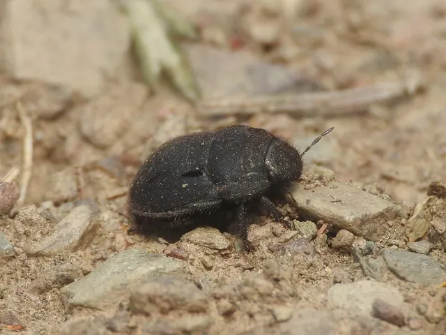 Odontoscelis Odontoscelis