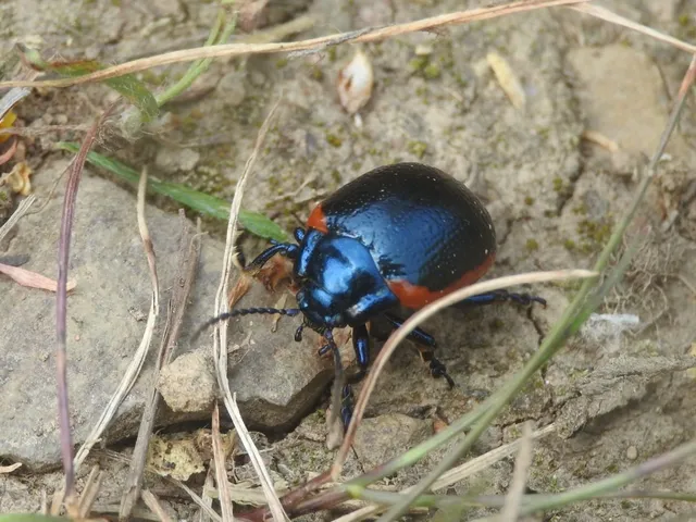 Chrysolina rossia - trapézhátú szegélyeslevelész
