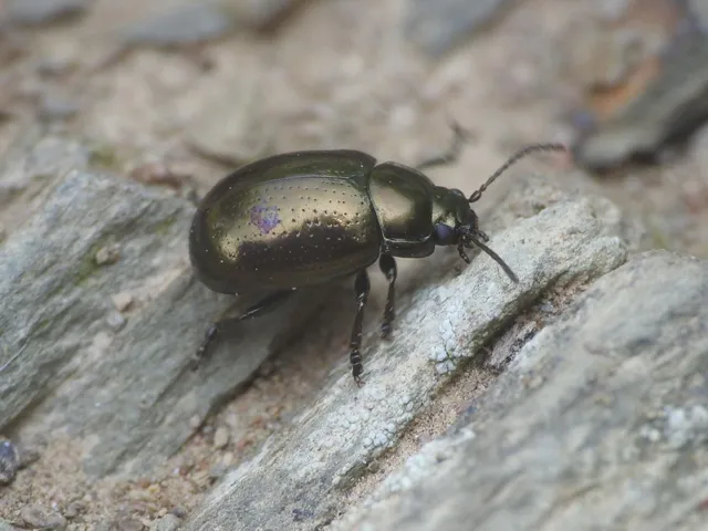 Chrysolina chalcites - homoki levelész Chrysolina chalcites - homoki levelész