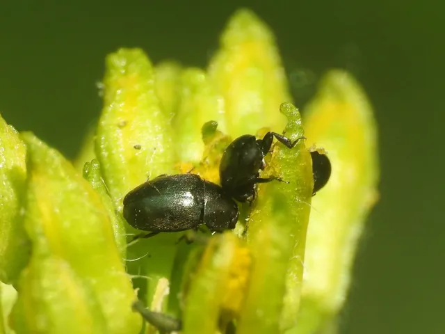 Meligethinae Meligethinae