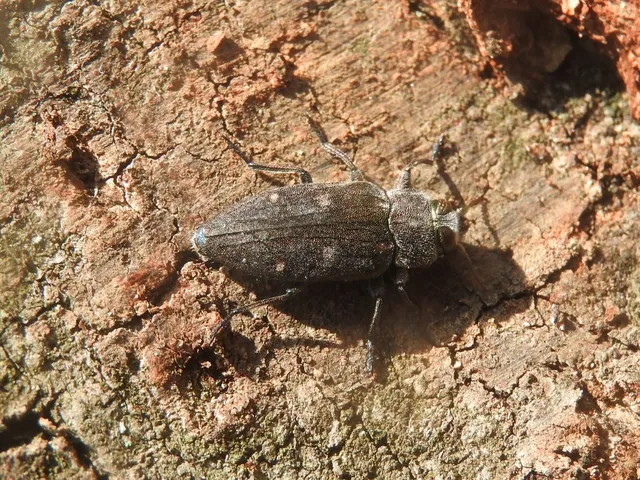 Chrysobothris affinis - aranypettyes díszbogár