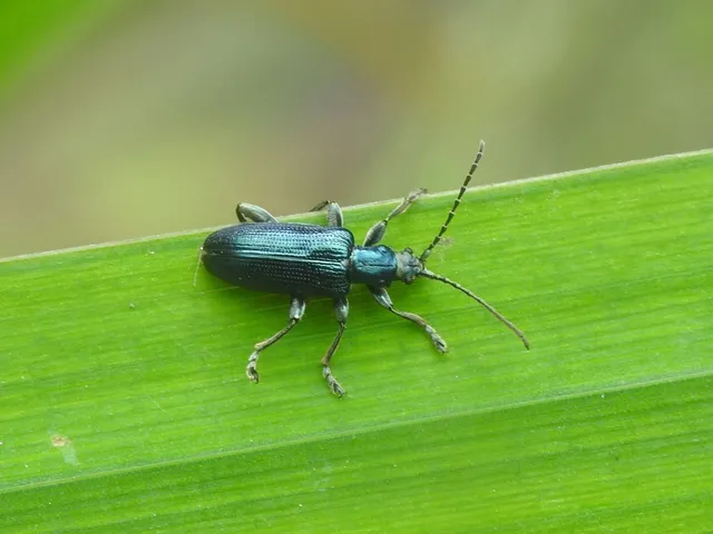Plateumaris sericea - selymes nádbogár