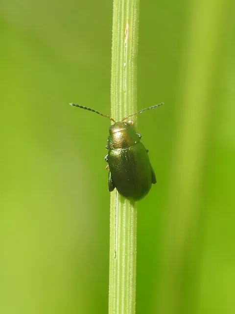 Chaetocnema chlorophana - zöld pázsitfű-földibolha Chaetocnema chlorophana - zöld pázsitfű-földibolha