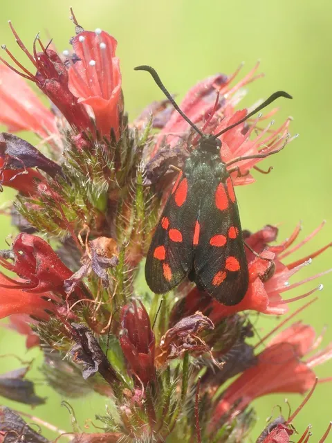 Zygaena filipendulae - acélszínű csüngőlepke