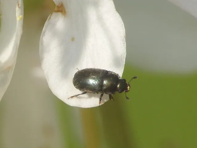 Meligethinae Meligethinae