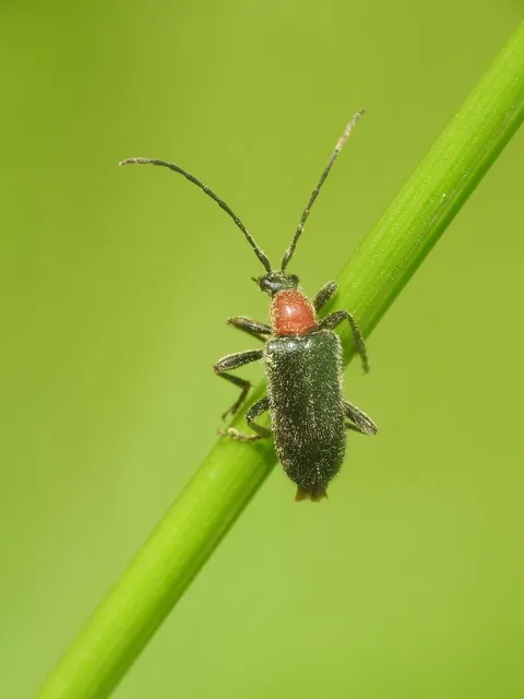 Dinoptera collaris - vörösnyakú virágcincér