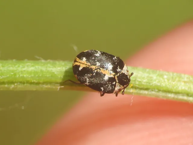 Anthrenus scrophulariae - nagy múzeumbogár