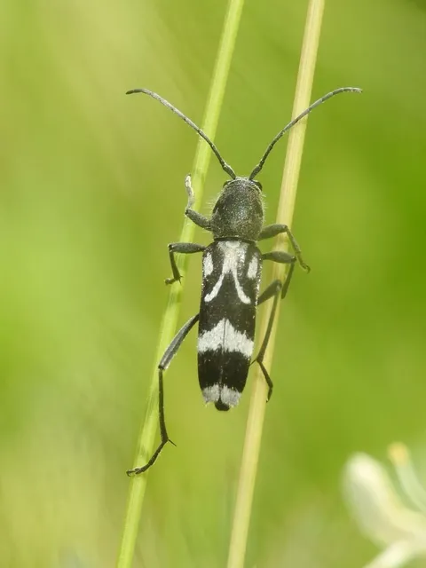 Chlorophorus figuratus - rajzos darázscincér