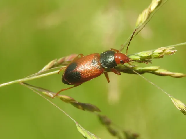 Diachromus germanus - német tarkafutó