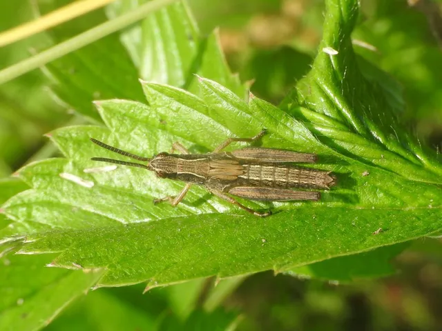 Chorthippus (Chorthippus) (subgenus)
