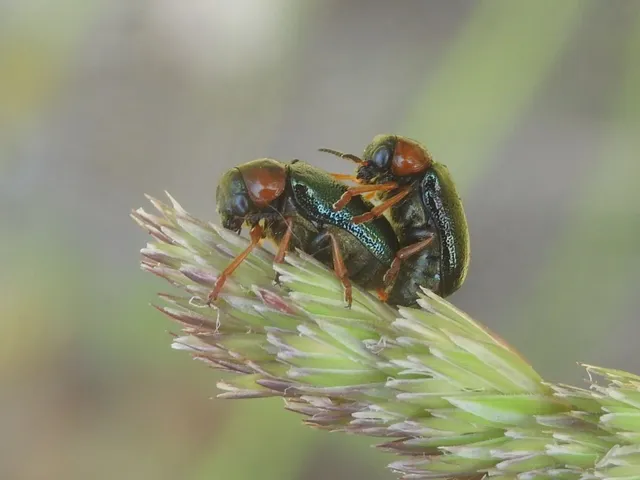 Smaragdina