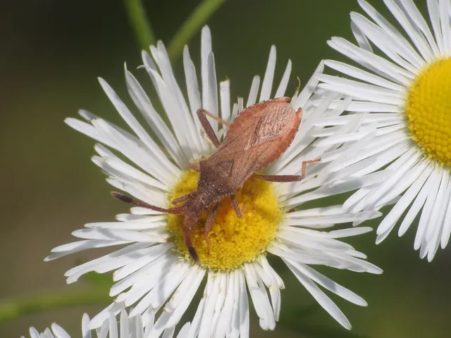 Coriomeris