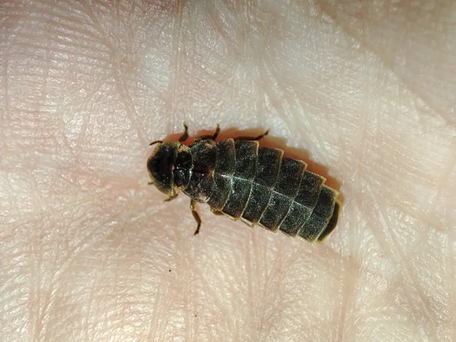 Lampyris noctiluca - nagy szentjánosbogár