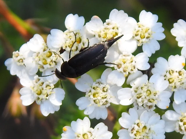 Mordellidae - marókafélék