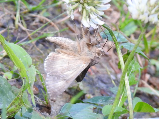 Autographa gamma - gammalepke