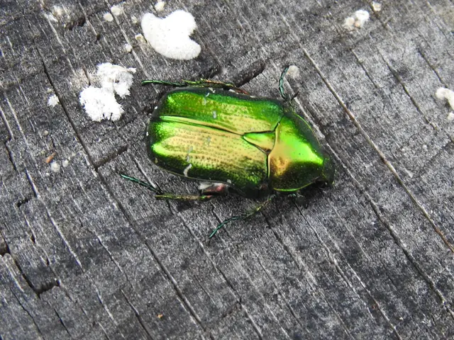 Cetonia aurata - aranyos virágbogár