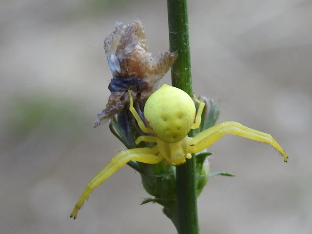 Misumena vatia - viráglakó karolópók