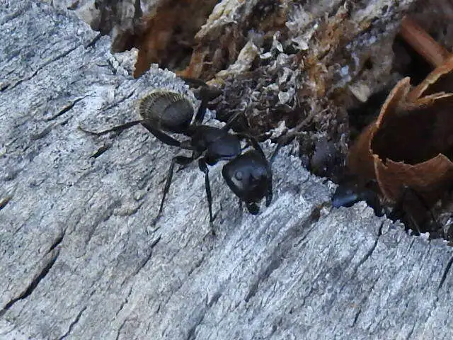 Camponotus vagus - fekete lóhangya