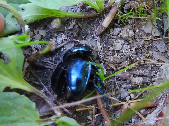 Trypocopris vernalis - tavaszi álganéjtúró