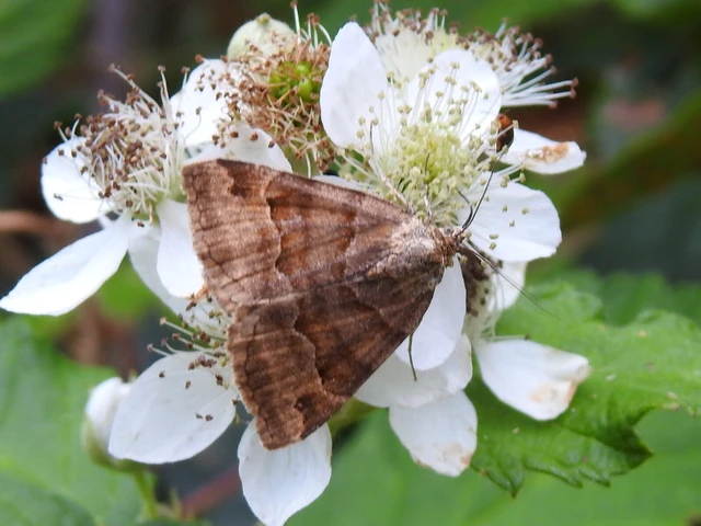 Euclidia glyphica - közönséges nappalibagoly