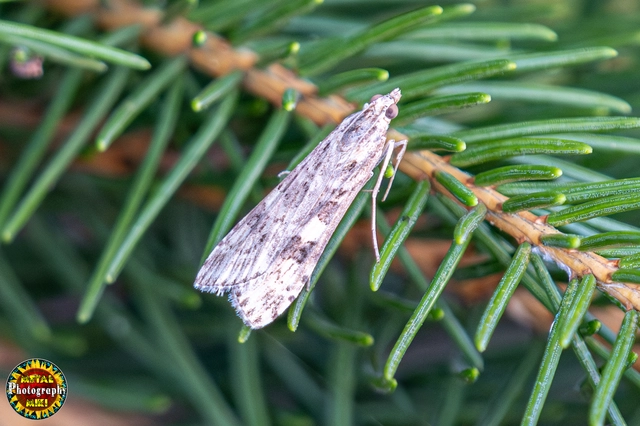 Nomophila noctuella - közönséges vándormoly