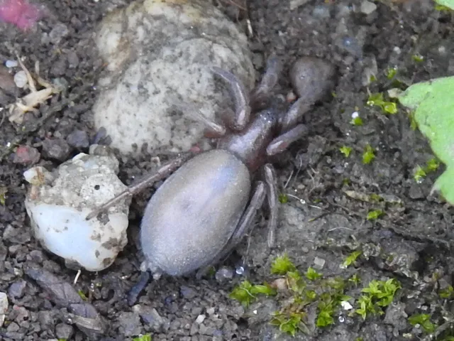 Gnaphosidae - kövipókok