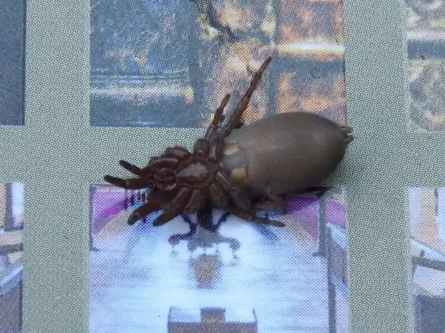 Gnaphosidae - kövipókok