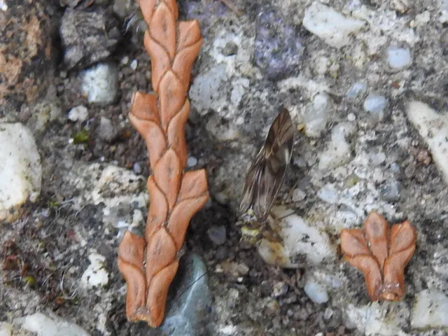 Psocoptera - Fürgetetvek