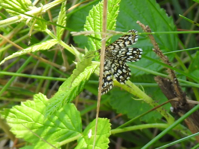 Chiasmia clathrata - rácsos rétiaraszoló