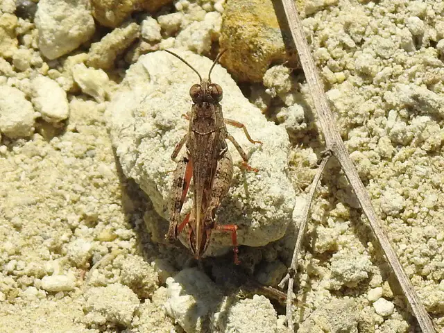 Calliptamus italicus - olaszsáska