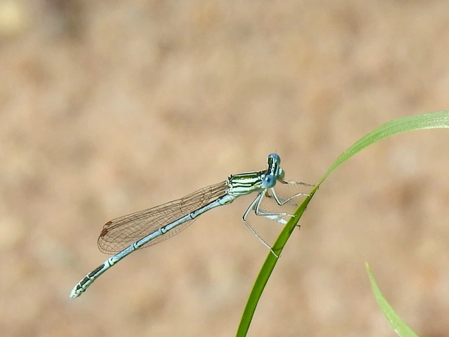 Platycnemis pennipes - széleslábú szitakötő
