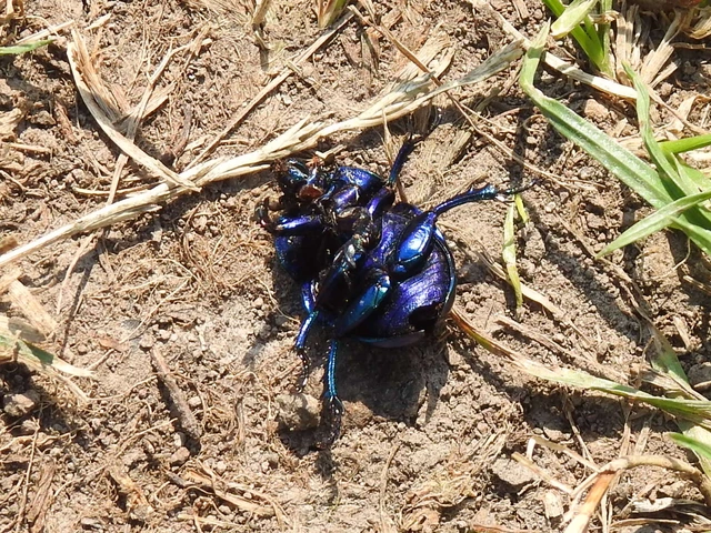 Trypocopris vernalis - tavaszi álganéjtúró