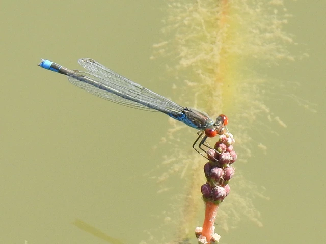 Erythromma viridulum - kis pirosszemű-légivadász