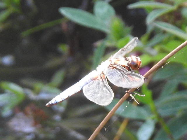 Libellula depressa - széles laposacsa