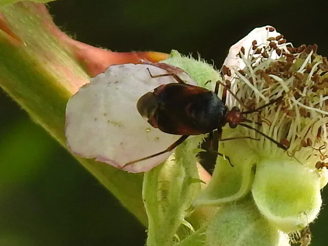 Deraeocoris