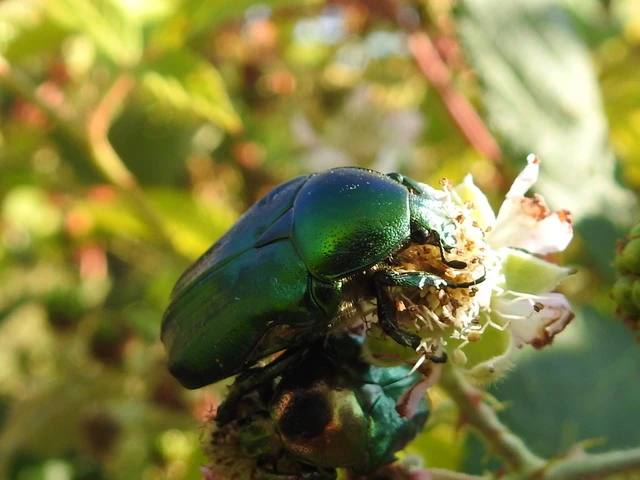 Cetonia aurata - aranyos virágbogár