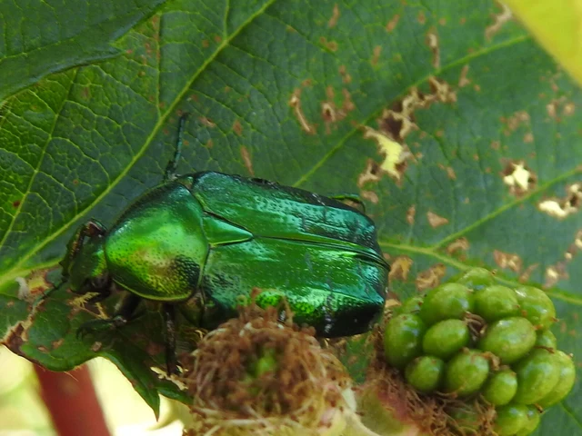 Cetonia aurata - aranyos virágbogár