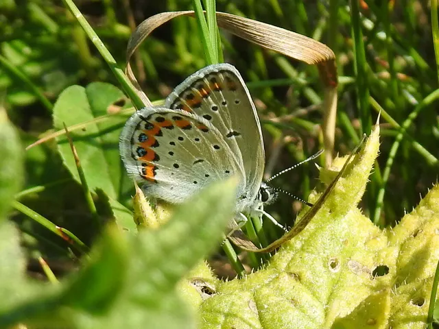 Plebejus argyrognomon - tintakék boglárka