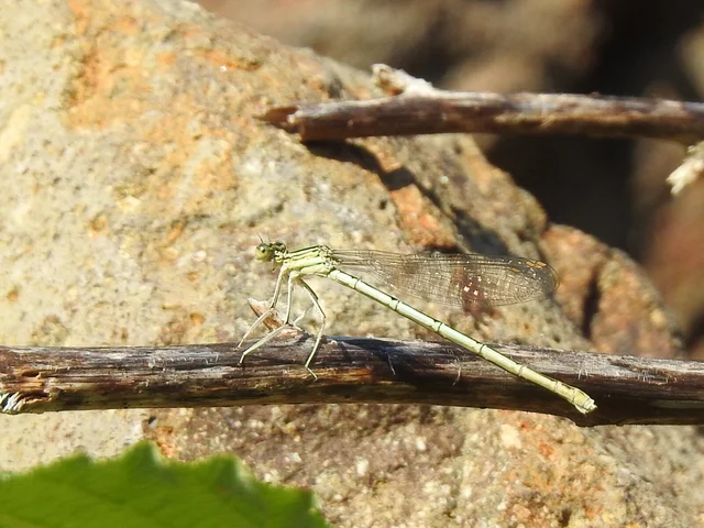 Platycnemis pennipes - széleslábú szitakötő