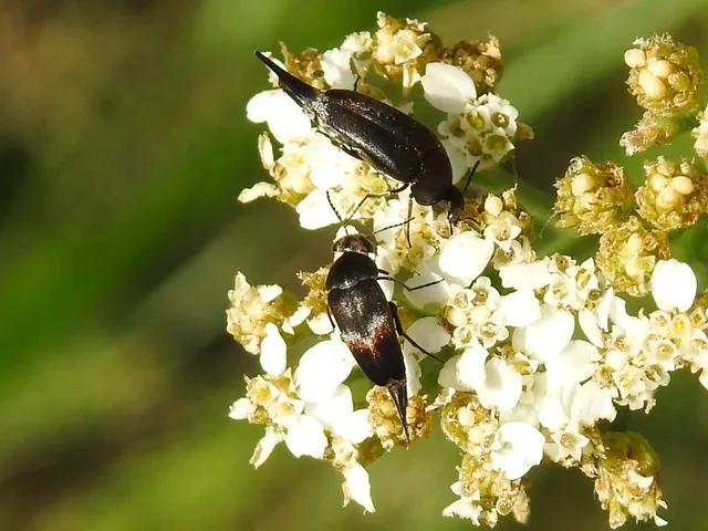 Mordellidae - marókafélék