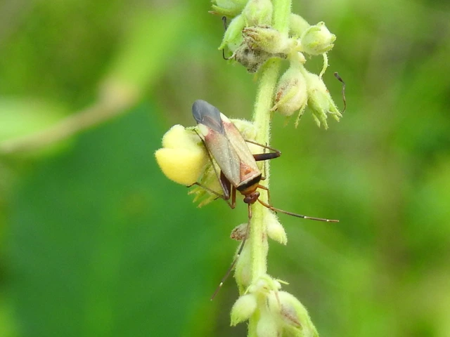 Adelphocoris vandalicus - feketevállú mezeipoloska