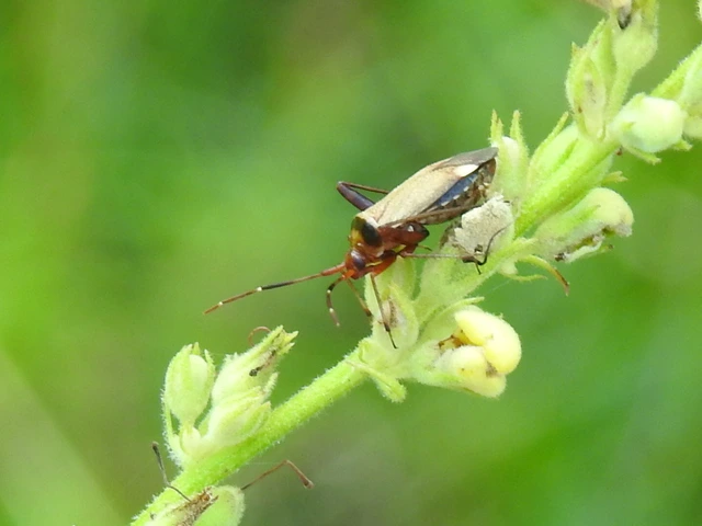 Adelphocoris vandalicus - feketevállú mezeipoloska