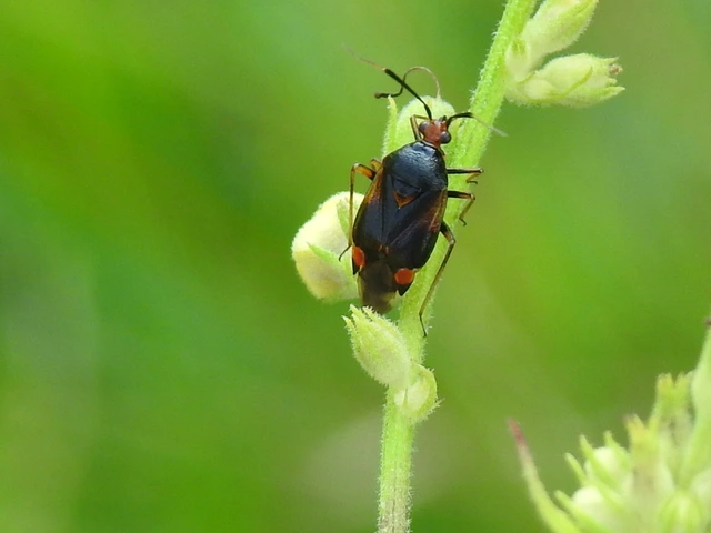 Deraeocoris ruber - vöröses mezeipoloska
