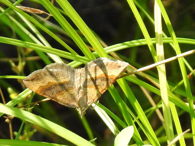 Scotopteryx chenopodiata - libatop-araszoló