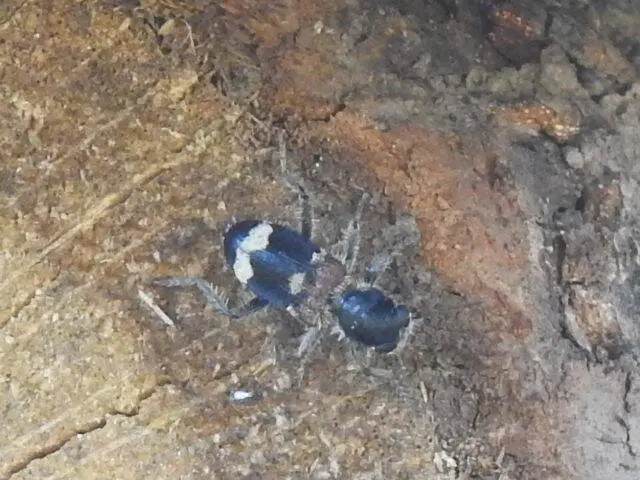 Clerus mutillarius - feketenyakú szúfarkas