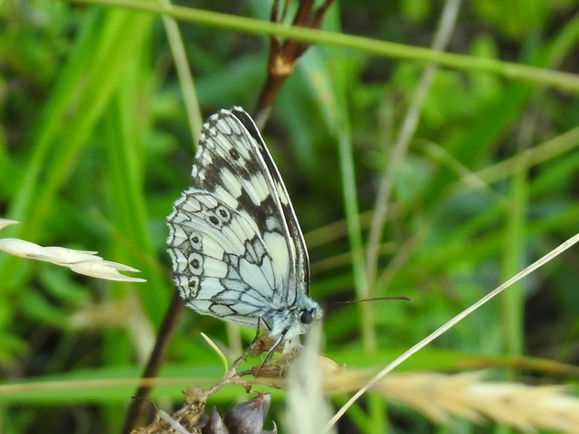 Melanargia galathea - sakktáblalepke