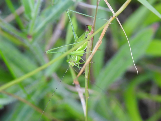 Leptophyes albovittata - közönséges virágszöcske